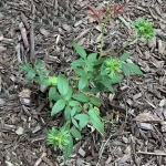 Green Rose / Грін Роуз
